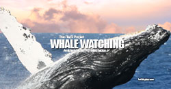 Whale Song Music Track